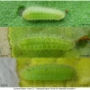 lyc dispar larva2 volg